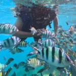 Snorkeling Pulau Perak